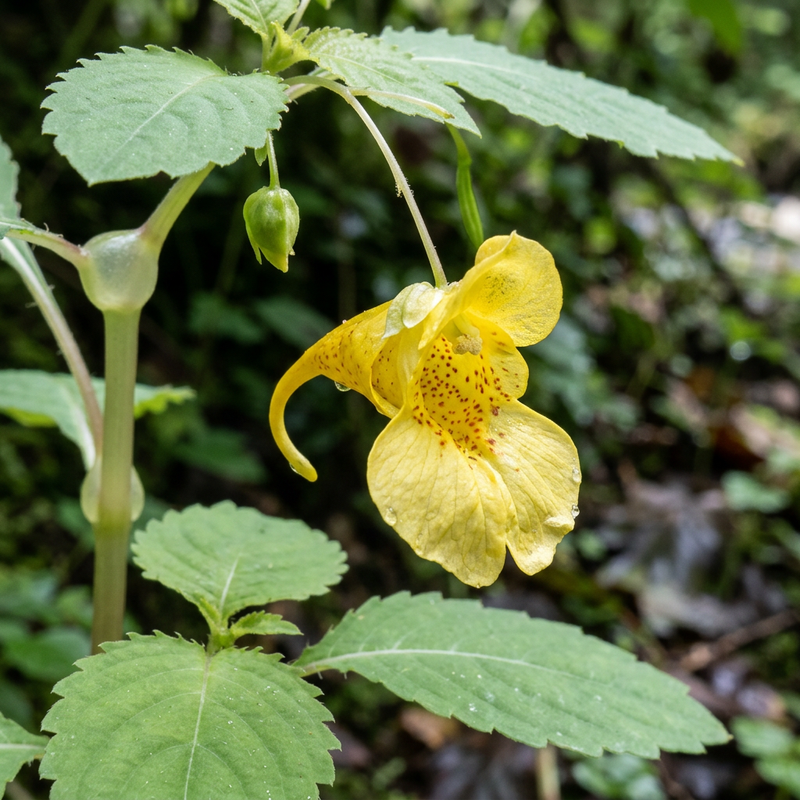 Großes Springkraut (Impatiens noli-tangere), illustrazione IA