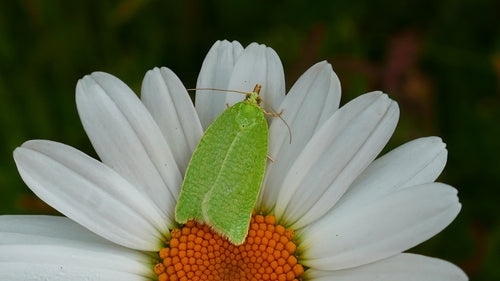 Falene di quercia verde — Bild 5