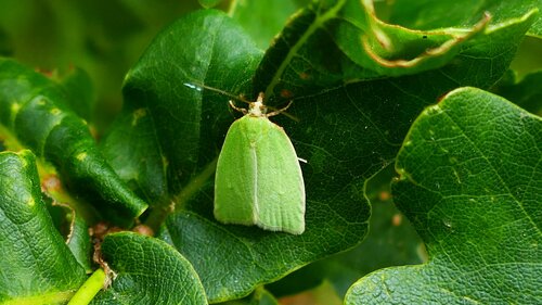 Falene di quercia verde — Bild 4