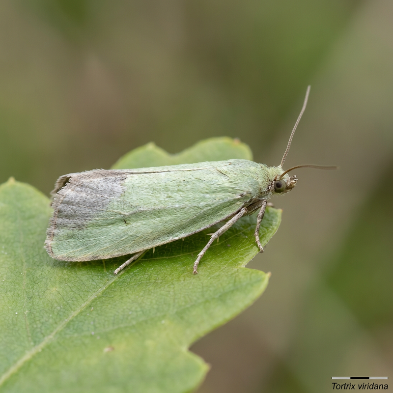 Falene di quercia verde