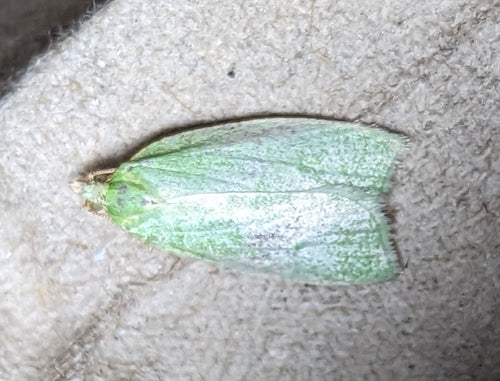 Falene di quercia verde — Bild 3