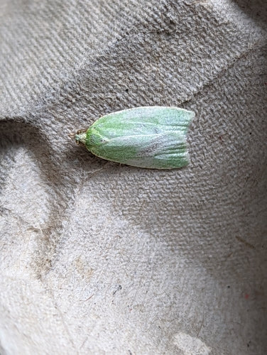 Falene di quercia verde — Bild 2