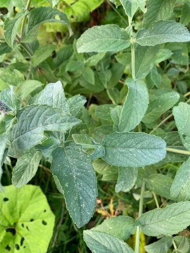 Menta verde — Bild 2