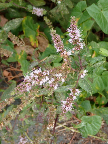 Menta verde — Bild 3