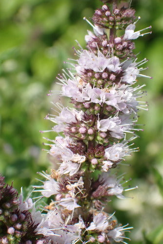 Menta verde — Bild 5