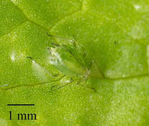 Afide verde del pesco — Bild 4