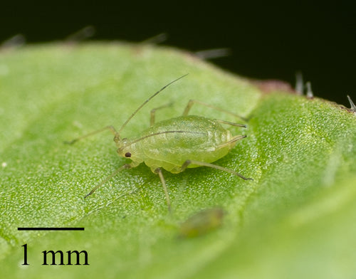 Afide verde del pesco — Bild 5