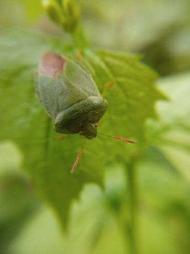 Cimice verde (ninfa) — Bild 5