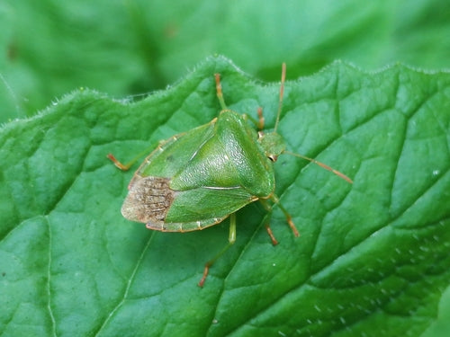 Cimice verde (ninfa) — Bild 2