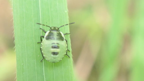 Cimice verde (ninfa) — Bild 4