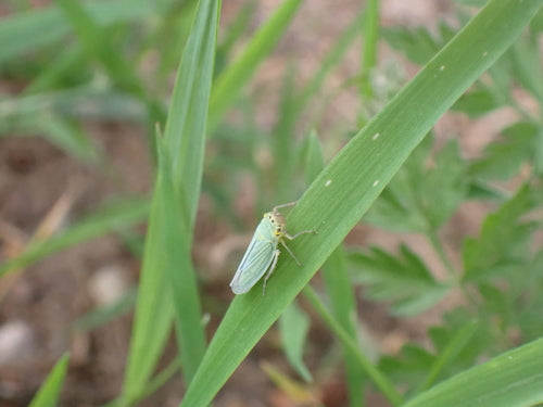 Cicala verde — foto 4 di 10