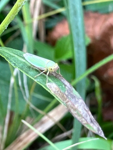 Cicala verde — foto 5 di 10
