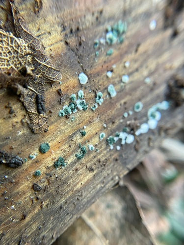 Trichoderma viride — foto 5 di 36