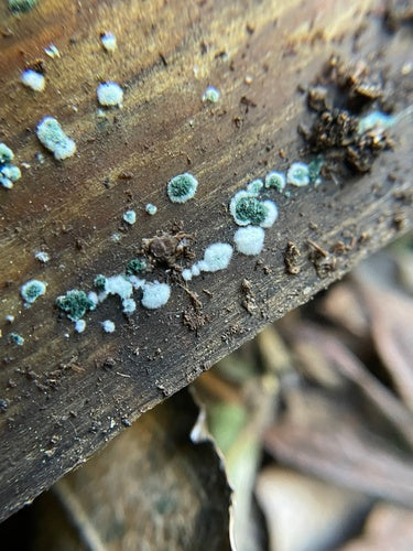 Trichoderma viride — foto 4 di 36