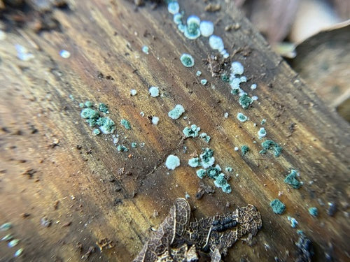 Trichoderma viride — foto 3 di 36