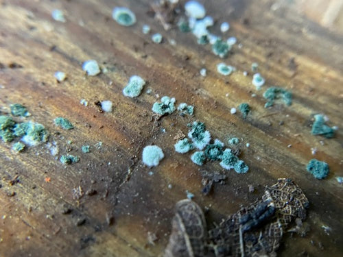 Trichoderma viride — foto 2 di 36