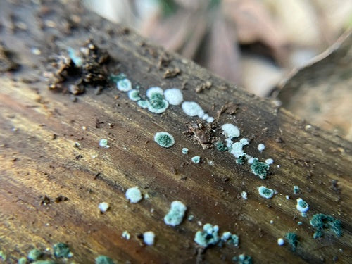 Trichoderma viride — foto 1 di 36