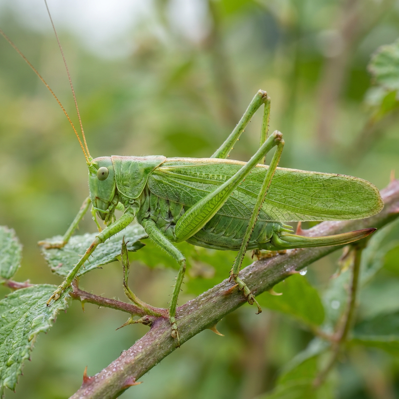 Cavallo da fieno verde
