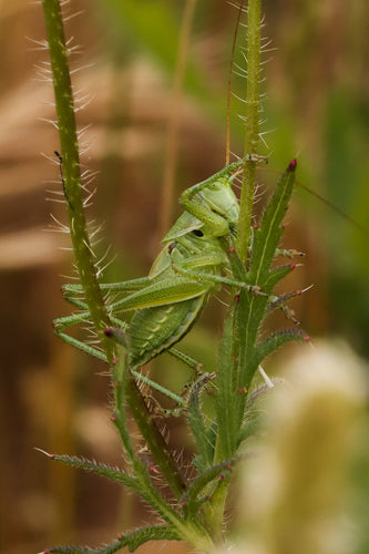 Cavallo da fieno verde — Bild 5
