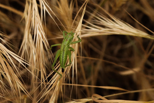 Cavallo da fieno verde — Bild 3