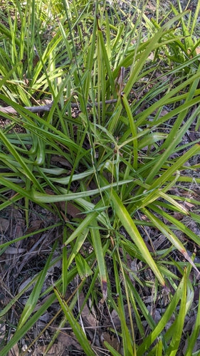 Giglio verde — Bild 5