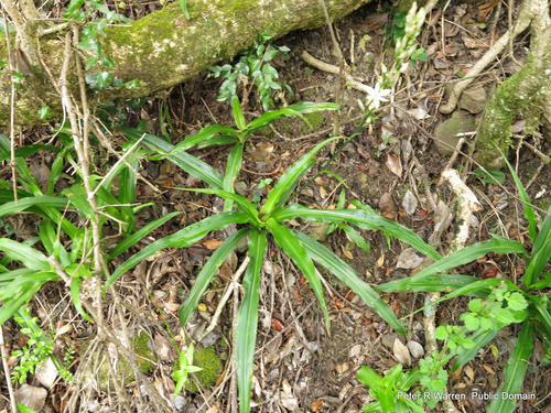 Giglio verde — Bild 2