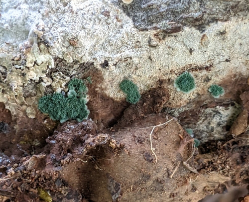 Muffa verde — Bild 1