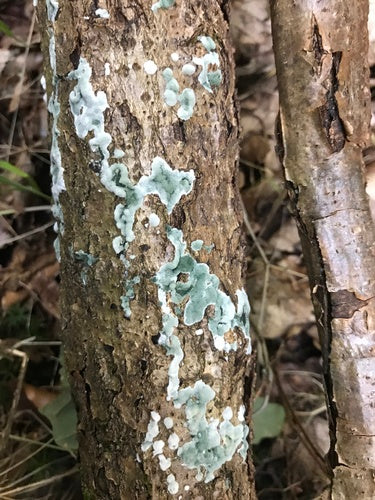 Muffa verde — Bild 2