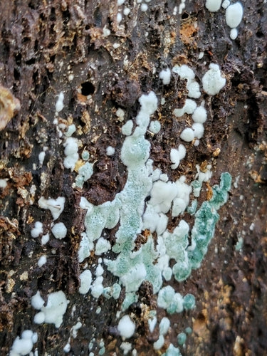 Muffa verde — Bild 2