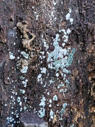 Muffa verde — Bild 4