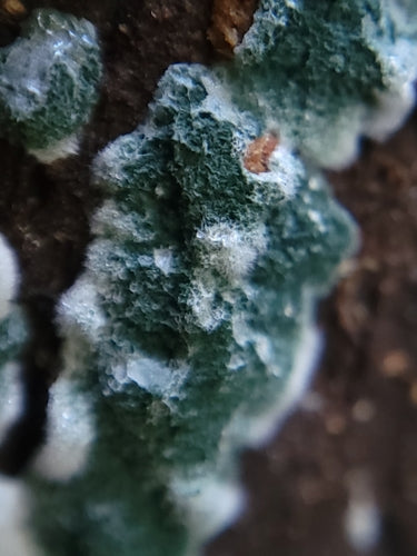 Muffa verde — Bild 5