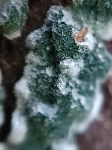 Muffa verde — Bild 3