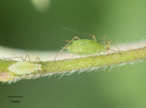 Pidocchio della patata striato di verde — Bild 5