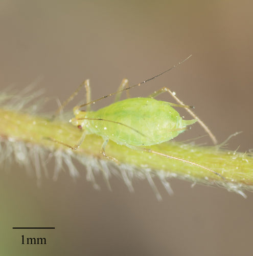 Pidocchio della patata striato di verde — Bild 4
