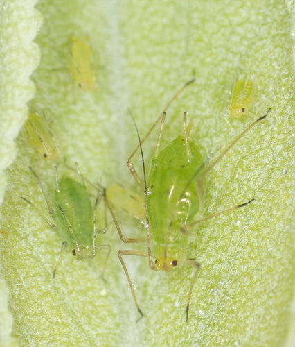 Pidocchio della patata striato di verde — Bild 3