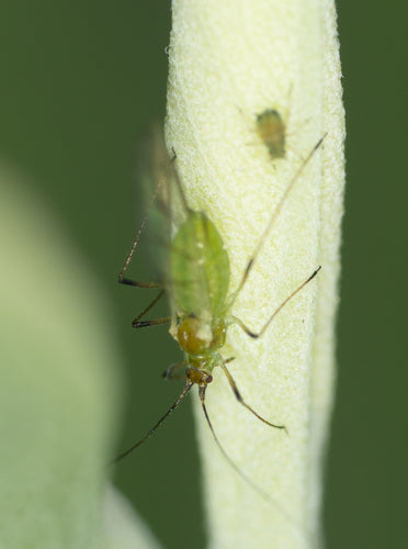 Pidocchio della patata striato di verde — Bild 2