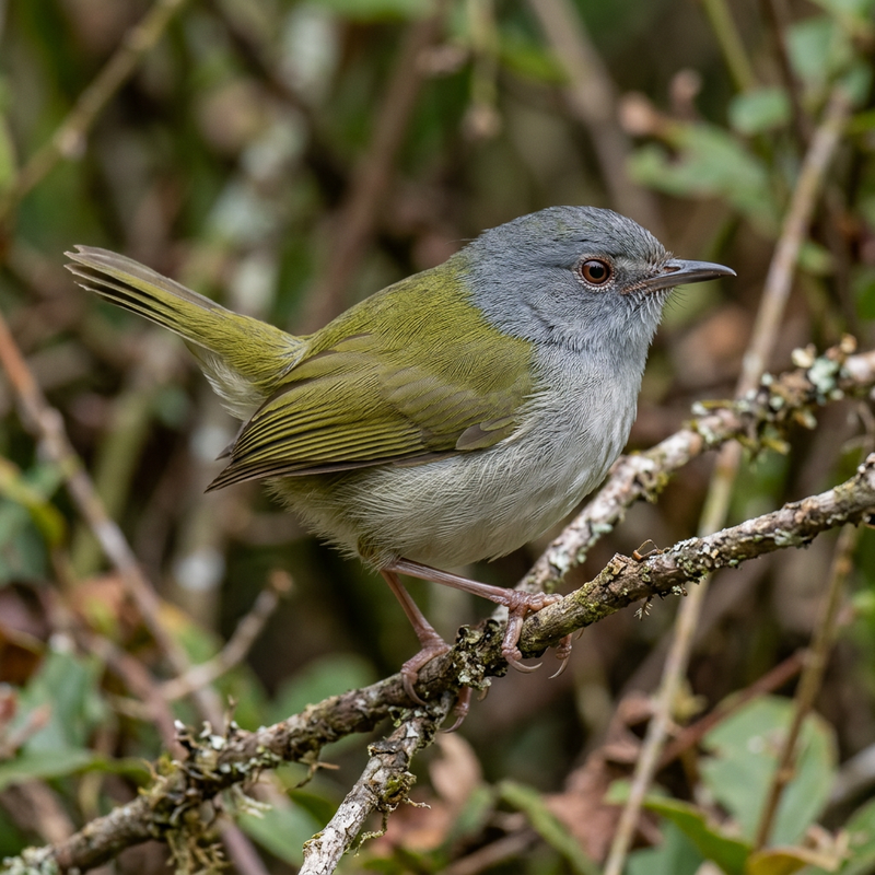 Grüntrappensänger (Camaroptera brachyura), illustrazione IA