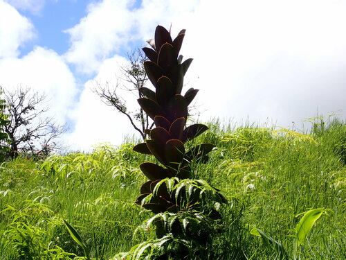 Albero della gomma — Bild 2