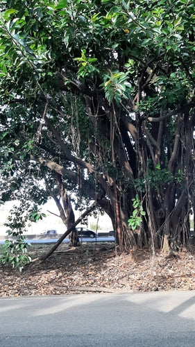 Albero della gomma — Bild 4