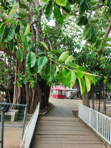 Albero della gomma — Bild 5