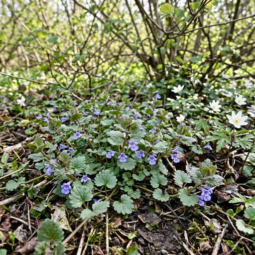 Gundermann (Glechoma hederacea) in Blüte im naturnahen Garten (KI-generiert)