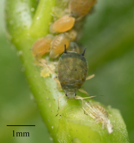 Afide del cetriolo — Bild 5