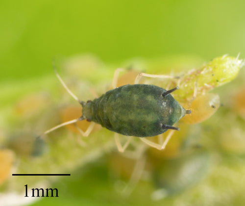 Afide del cetriolo — Bild 4