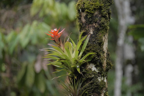 Guzmania — Bild 4