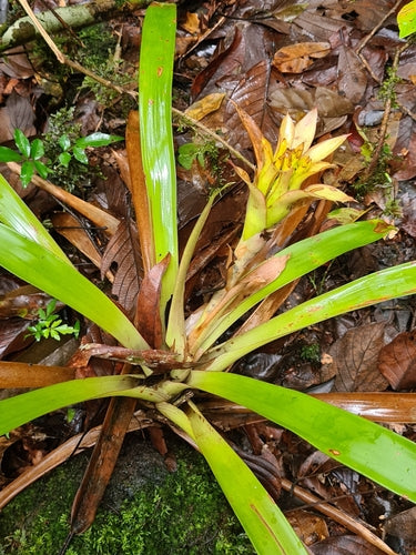Guzmania — Bild 5