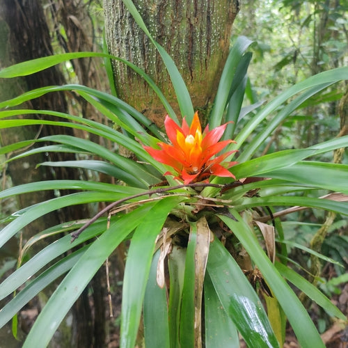 Guzmania — Bild 3