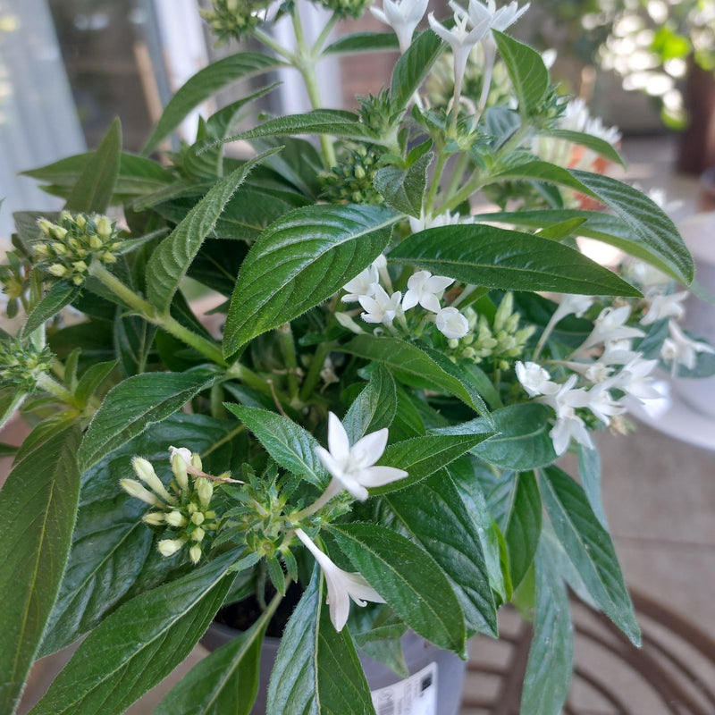 Starbush egiziano — Bild 1