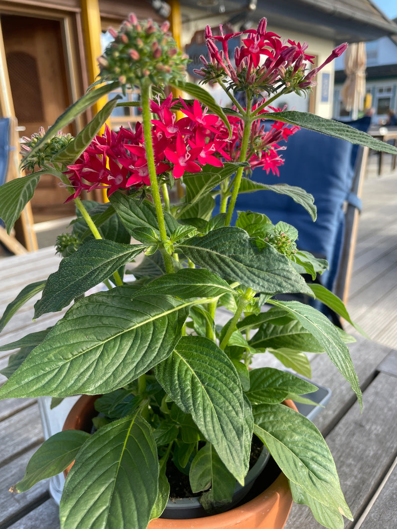 Starbush egiziano — foto 1 di 2