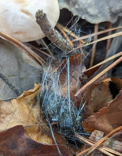 Muffa dei capelli — Bild 4