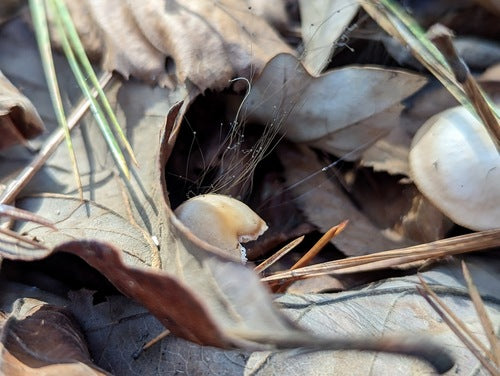 Muffa dei capelli — Bild 5